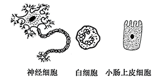 图片_x0020_10468874