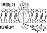 图片_x0020_1877270338
