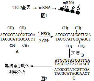 图片_x0020_1239331896
