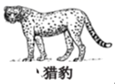图片_x0020_100012