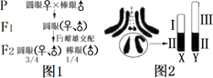 图片_x0020_1083135554
