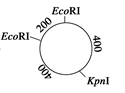 图片_x0020_100003